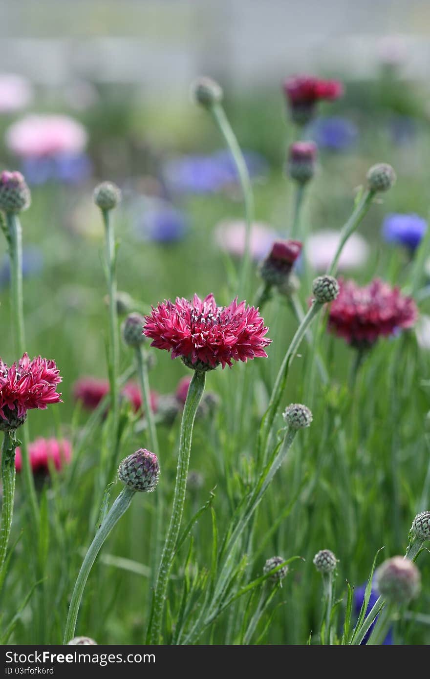 Cornflower