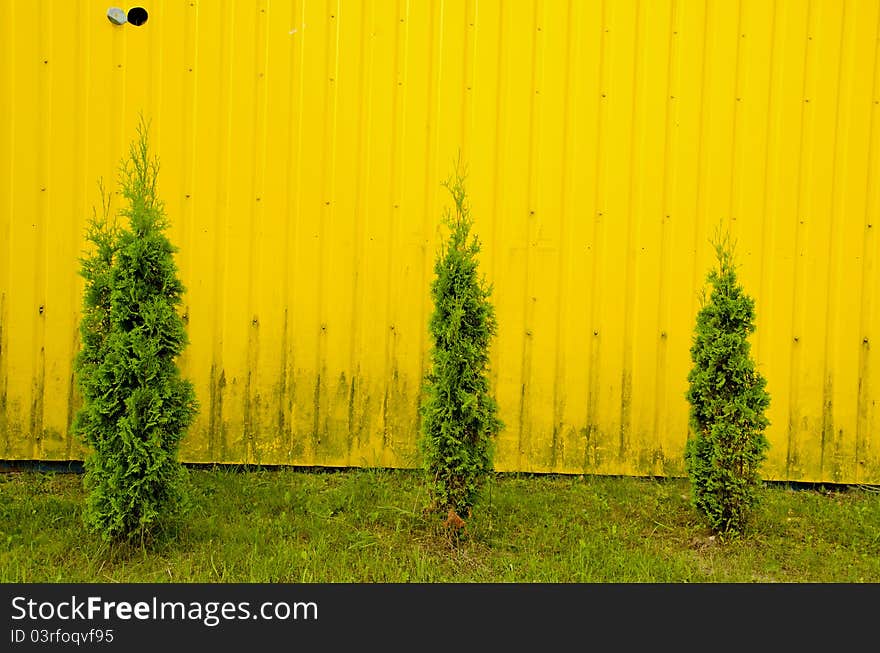 Thujas growing on background of metal tin coated yellow wall. Thujas growing on background of metal tin coated yellow wall.