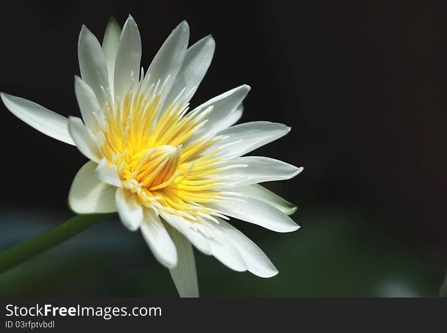 White lotus beautiful,flower in thailand