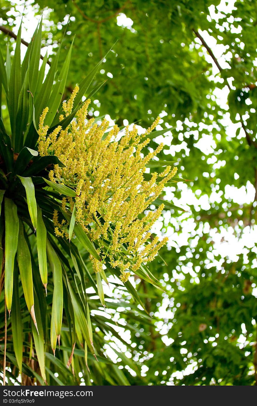 Palm in forest