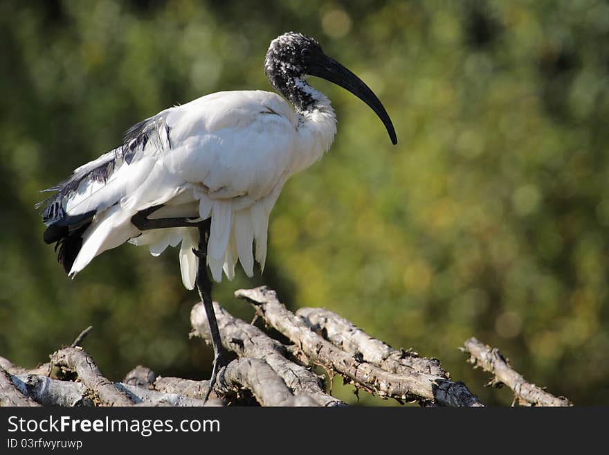 The african sacred ibis standing on the wood.