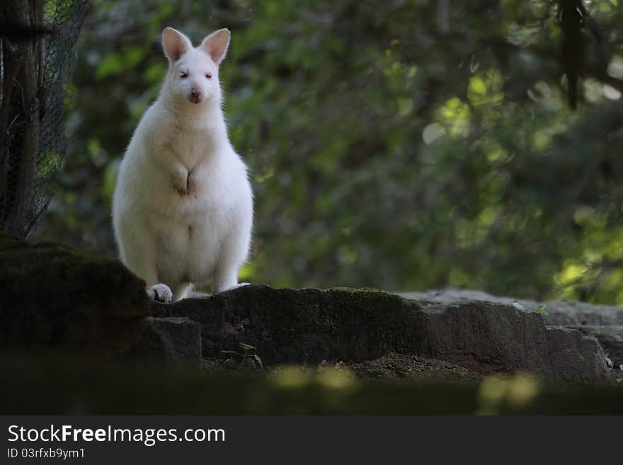 Albino Bennet kangaroo