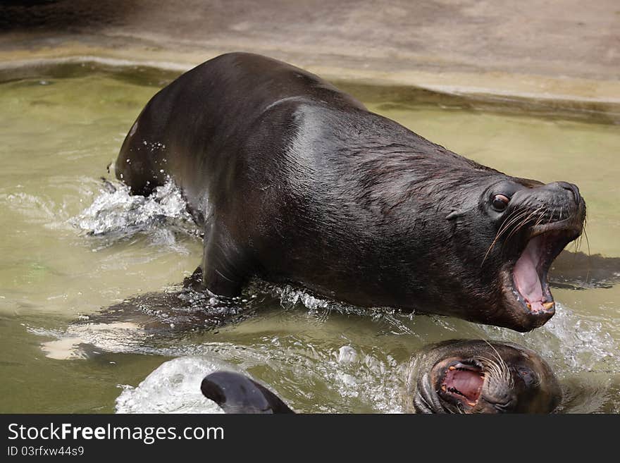 The shouting patagonian sea lion.