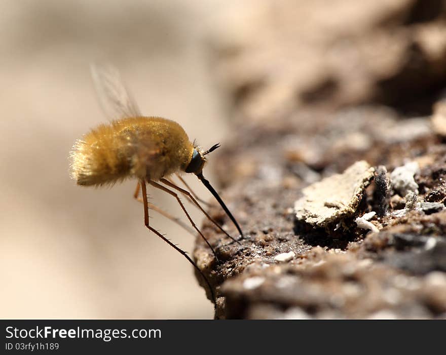 Fly with long legs, yellow wool and a long sting searches for meal on a stone. Fly with long legs, yellow wool and a long sting searches for meal on a stone