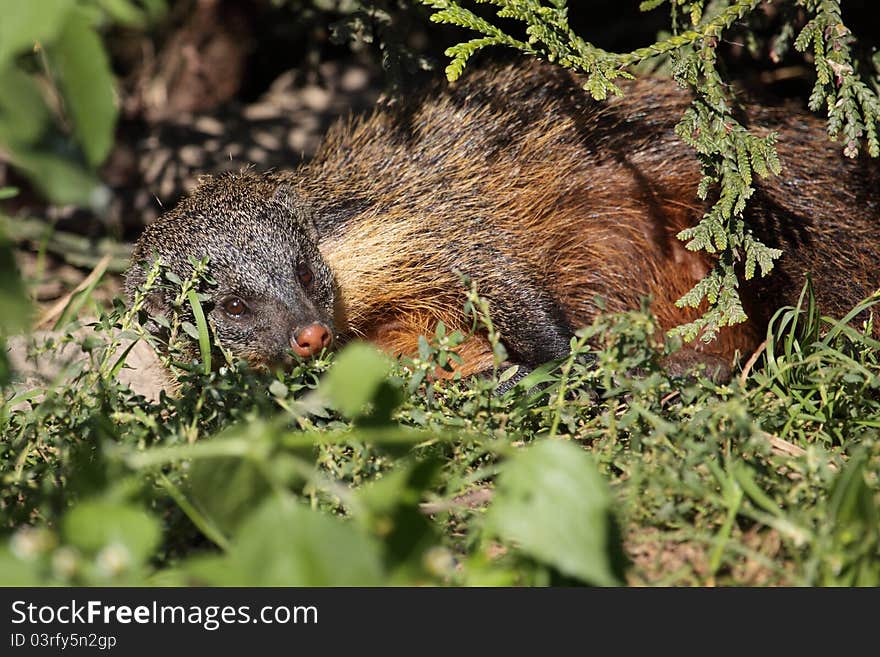 Banded mongoose