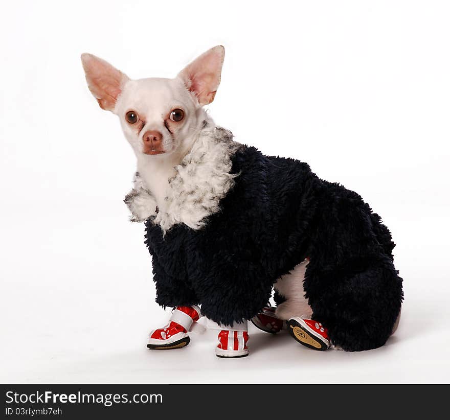 Small dog in cloth and footwear on white background