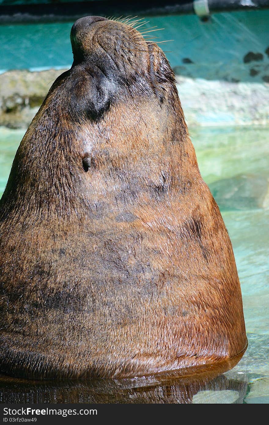 Sea lion resting in the sun in a zoo. Sea lion resting in the sun in a zoo