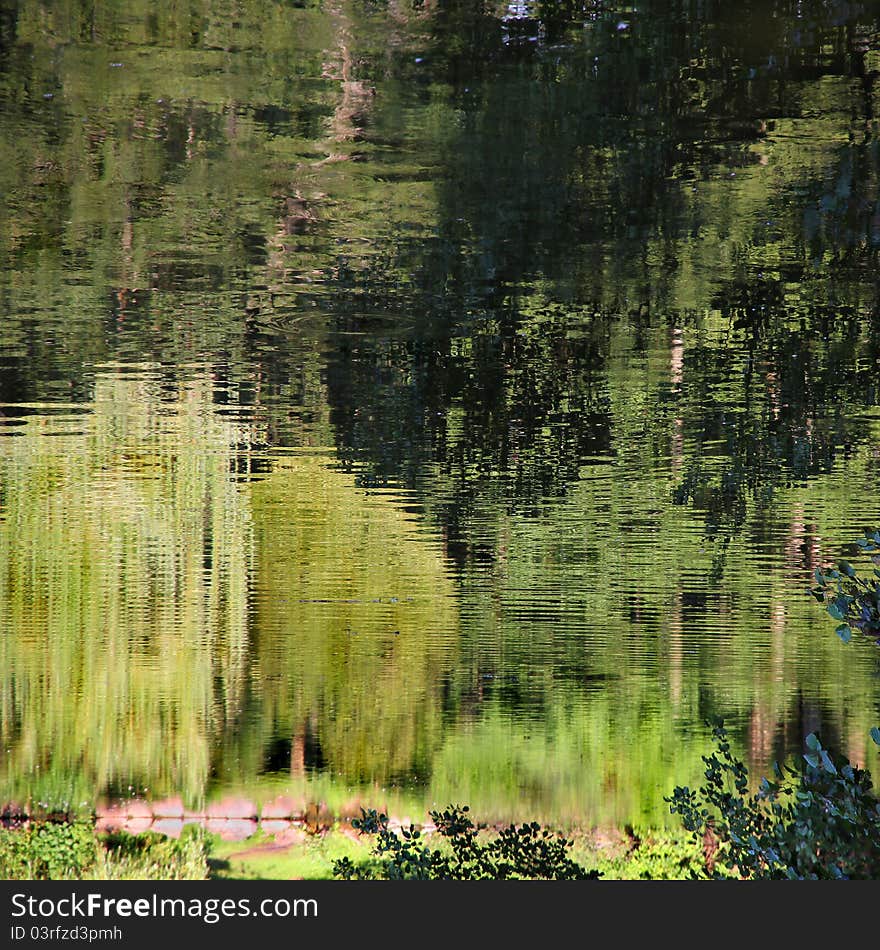 Pond Reflection.