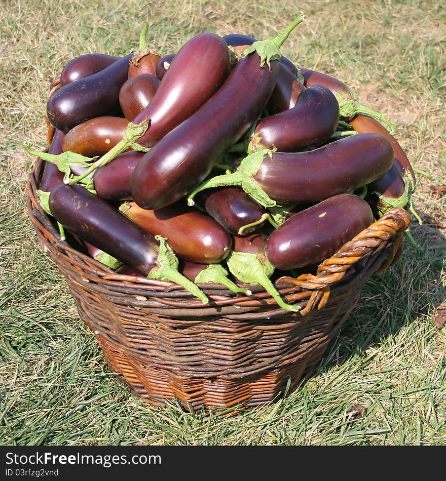 A basket full of egg-plants in the harvest time.