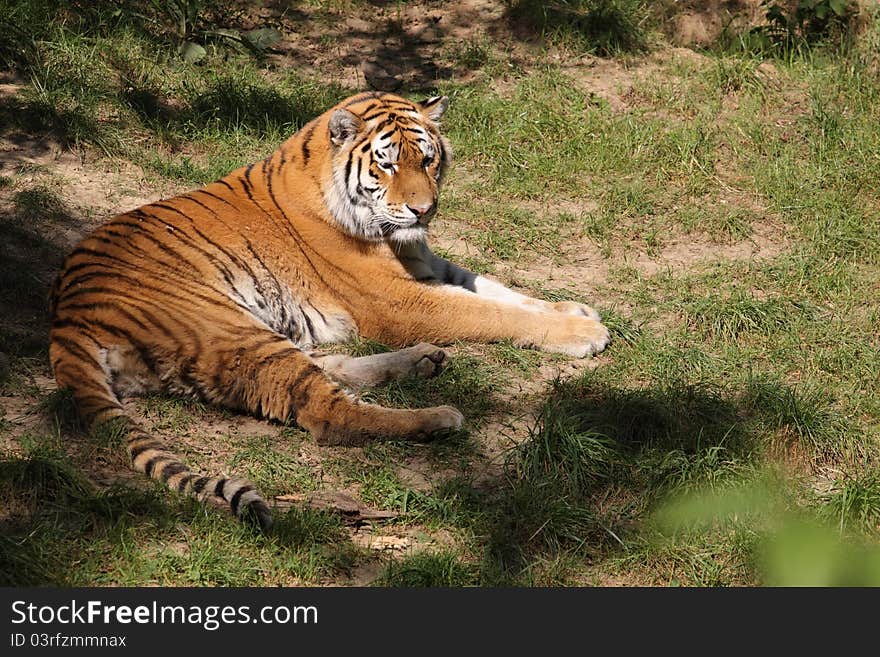 Lying Siberian Tiger