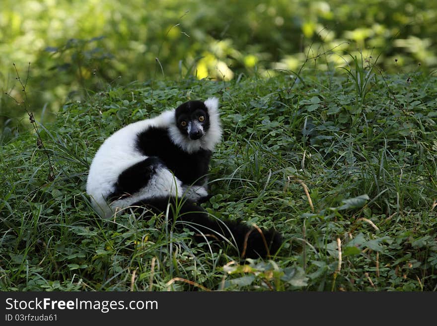 Black-and-white ruffed lemur