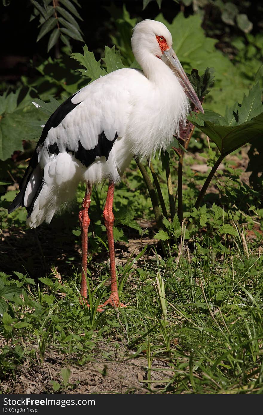 Maguari Stork