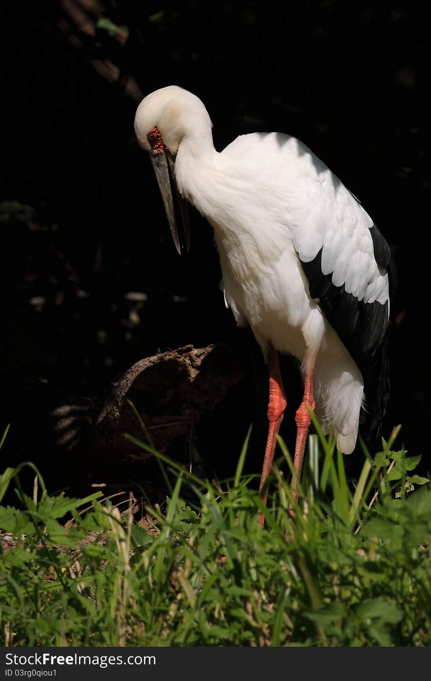 Maguari Stork