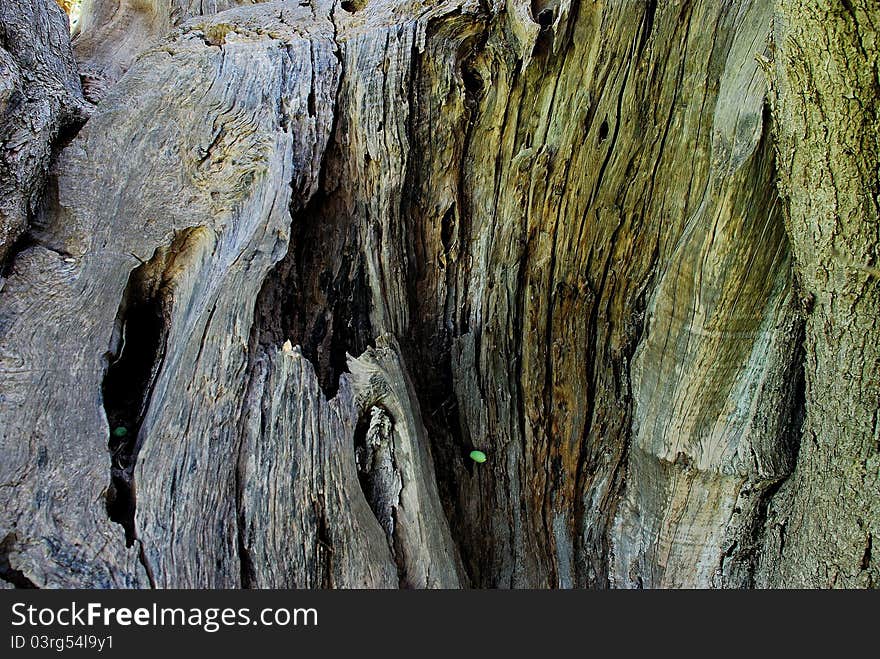 A very old olive tree. A very old olive tree