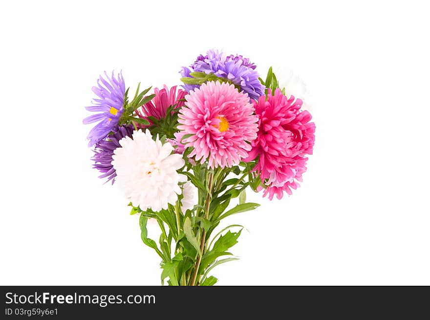 A bouquet of asters on a white background