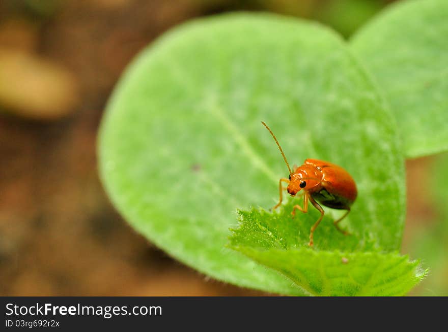 Orange leaf beetle on Loofah leaf