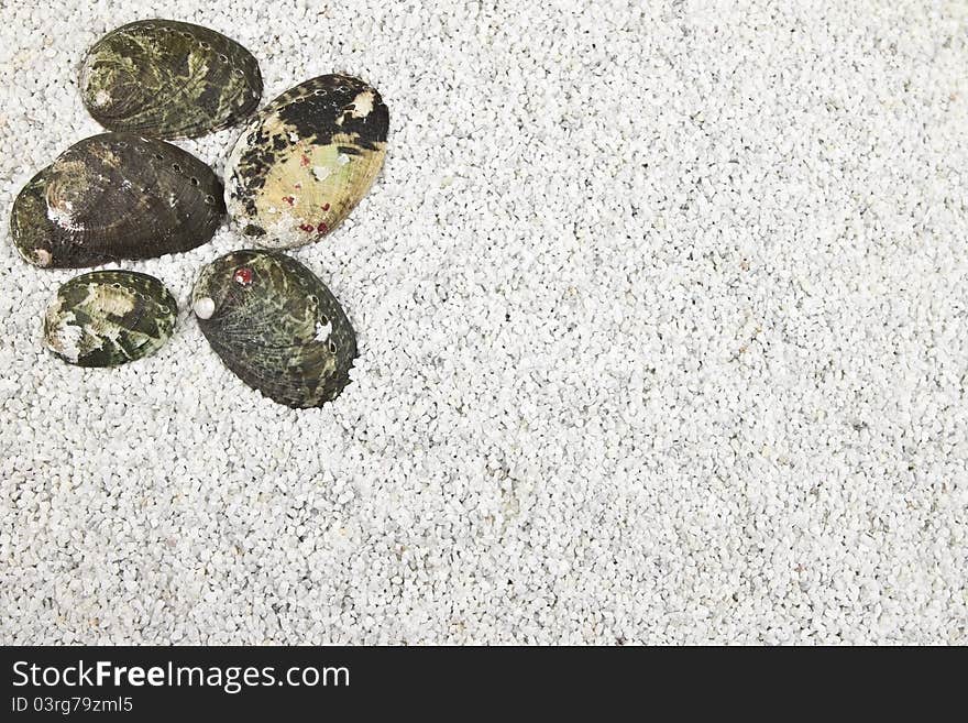 Several black and grey shells in white sand