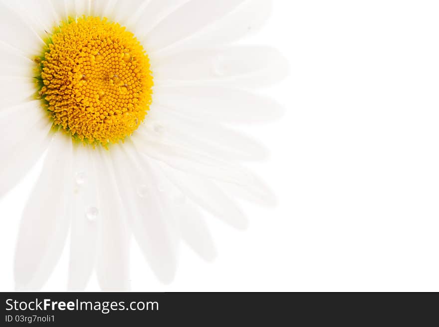 Daisy on a white background