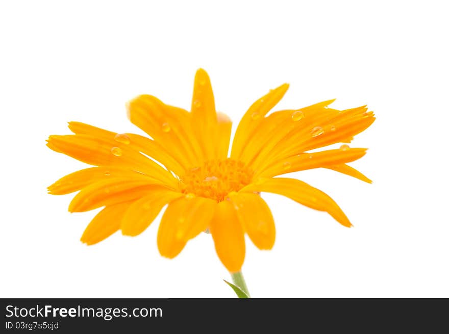 Marigold flower on a white background