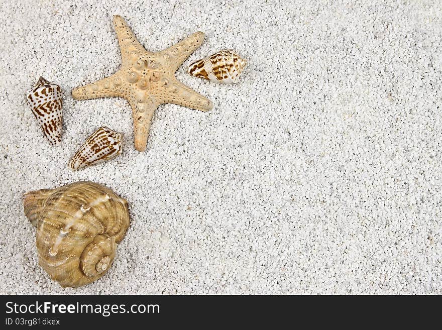 A seastar and several shells in white sand. A seastar and several shells in white sand