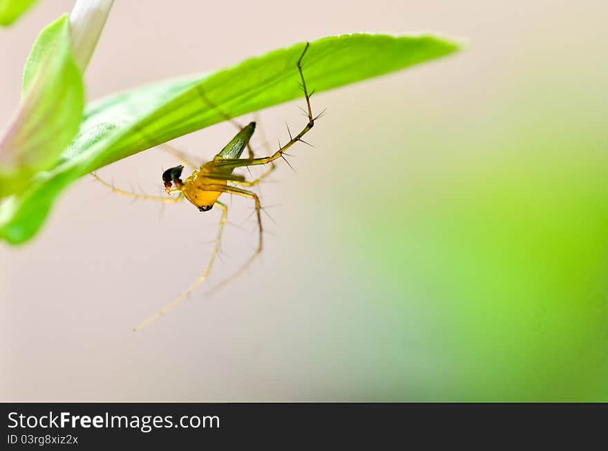 Lynx spider