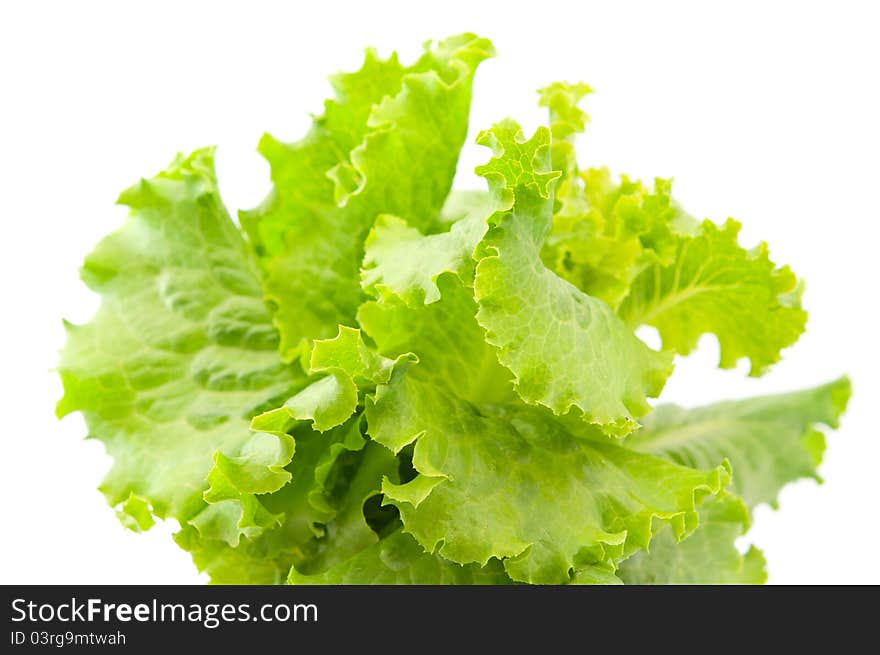 Lettuce leaves on a white background