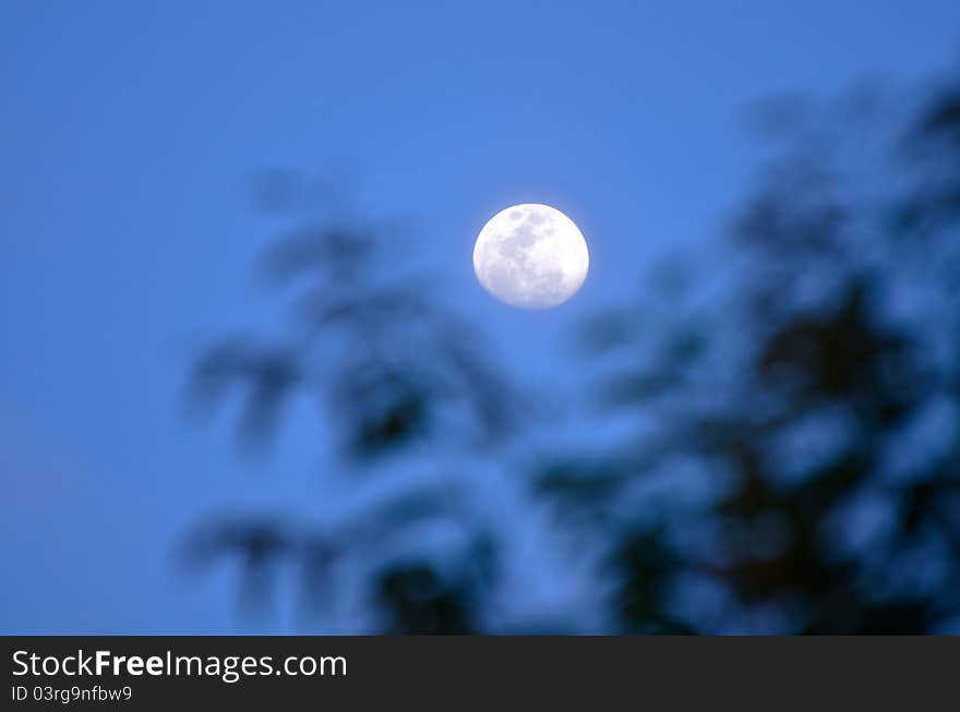 Moon And Tree