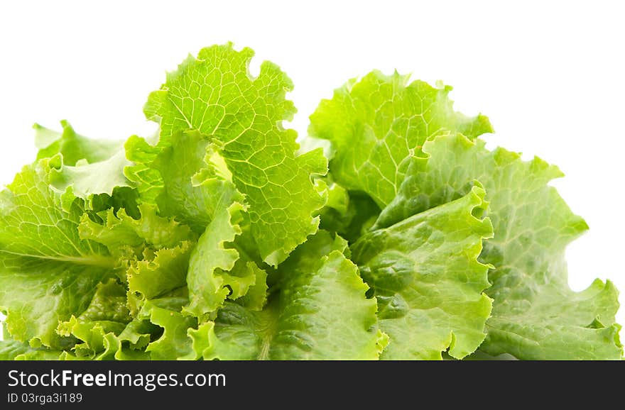 Lettuce leaves on a white background