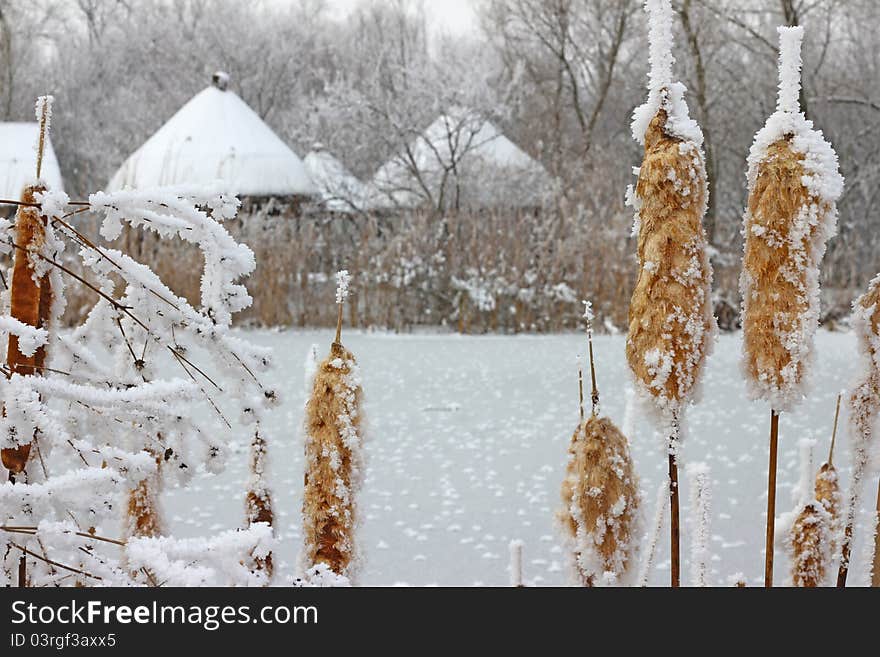 Frozen reeds and grass near the lake