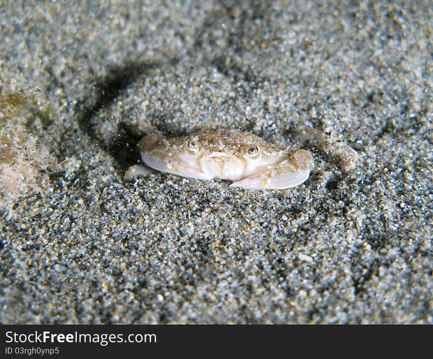 Crab Under The Sand