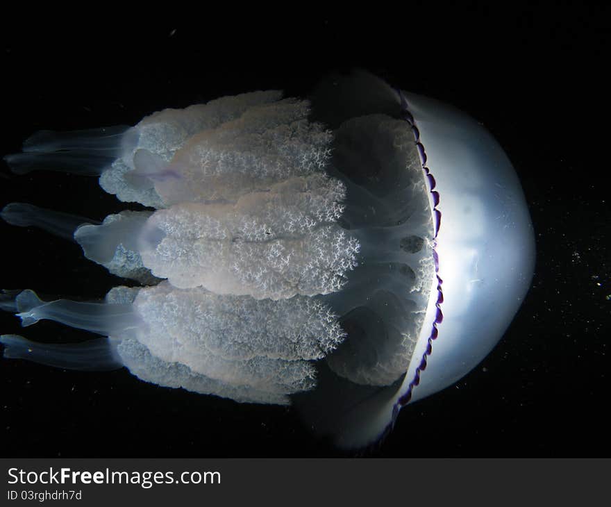 Rhizostoma Pulmo Jellyfish. Shotted in the wild, nighttime.