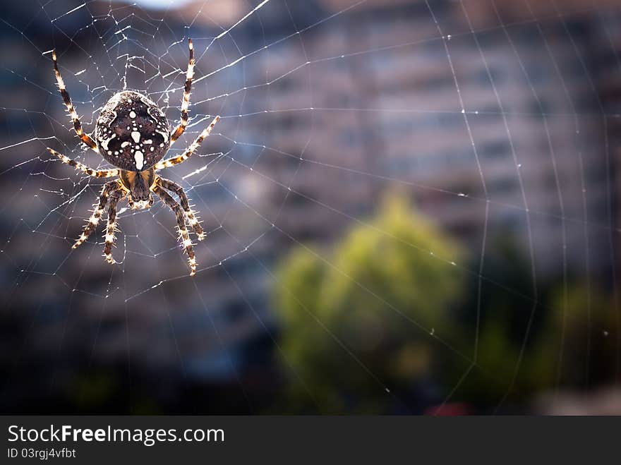 Cross Spider