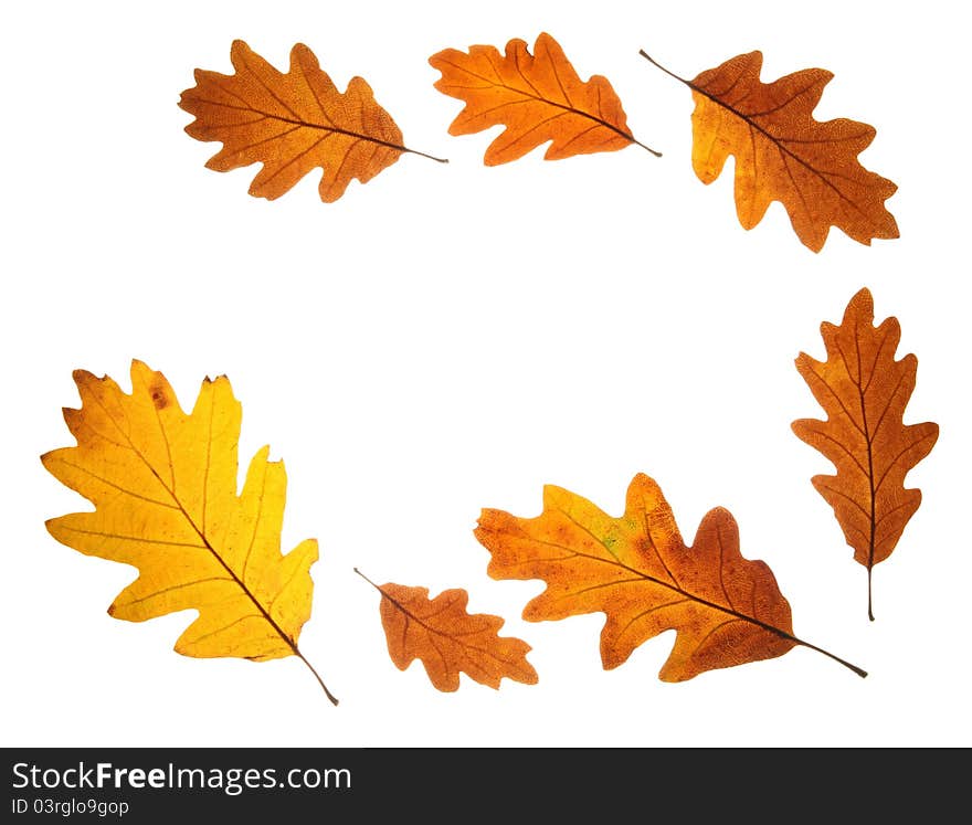 Frame of bright autumn oak leaves isolated on white