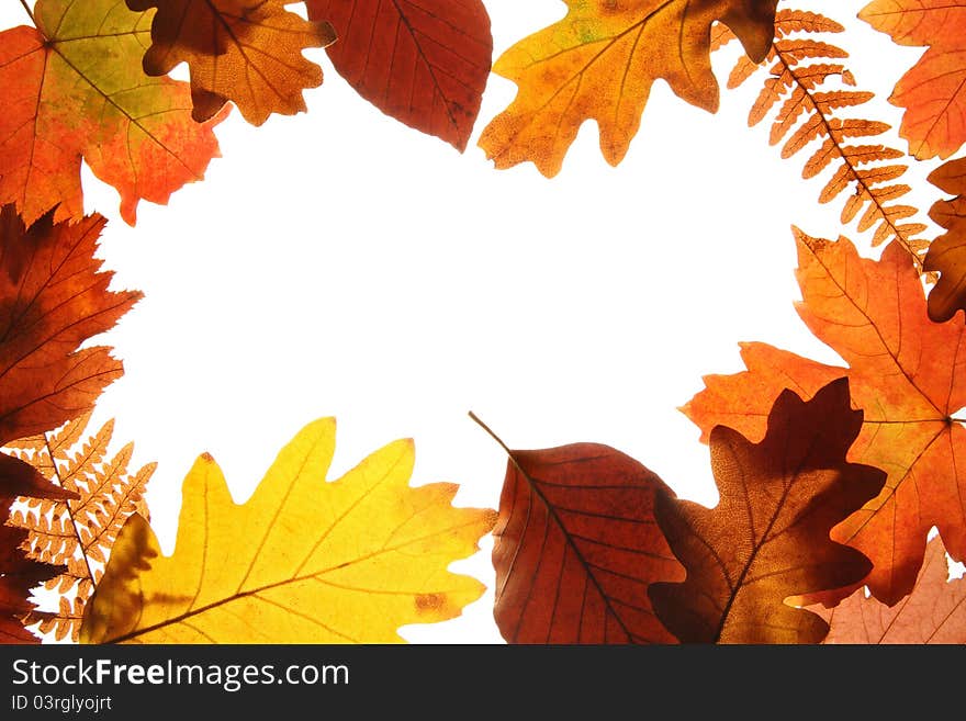 Autumn leaves background