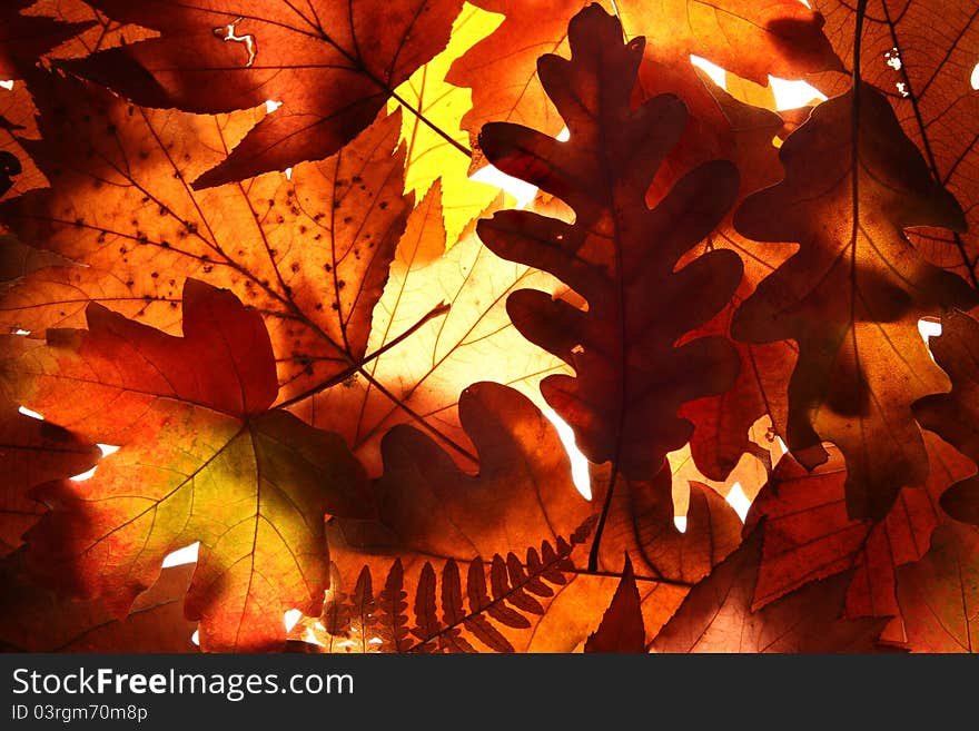 Autumn Leaves Background