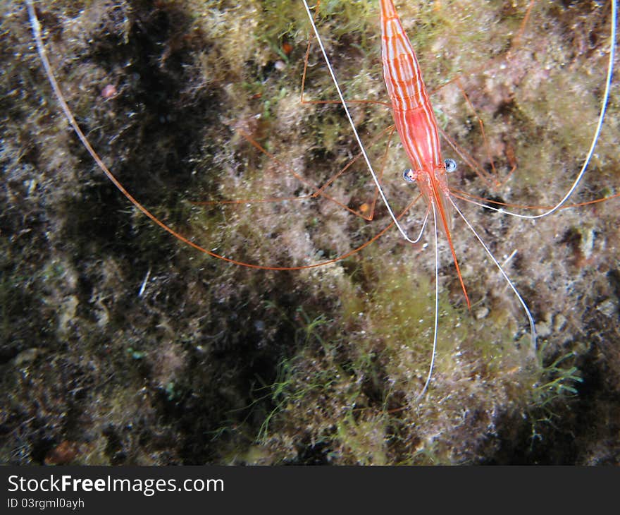 Prawn shotted in the wild, nighttime.