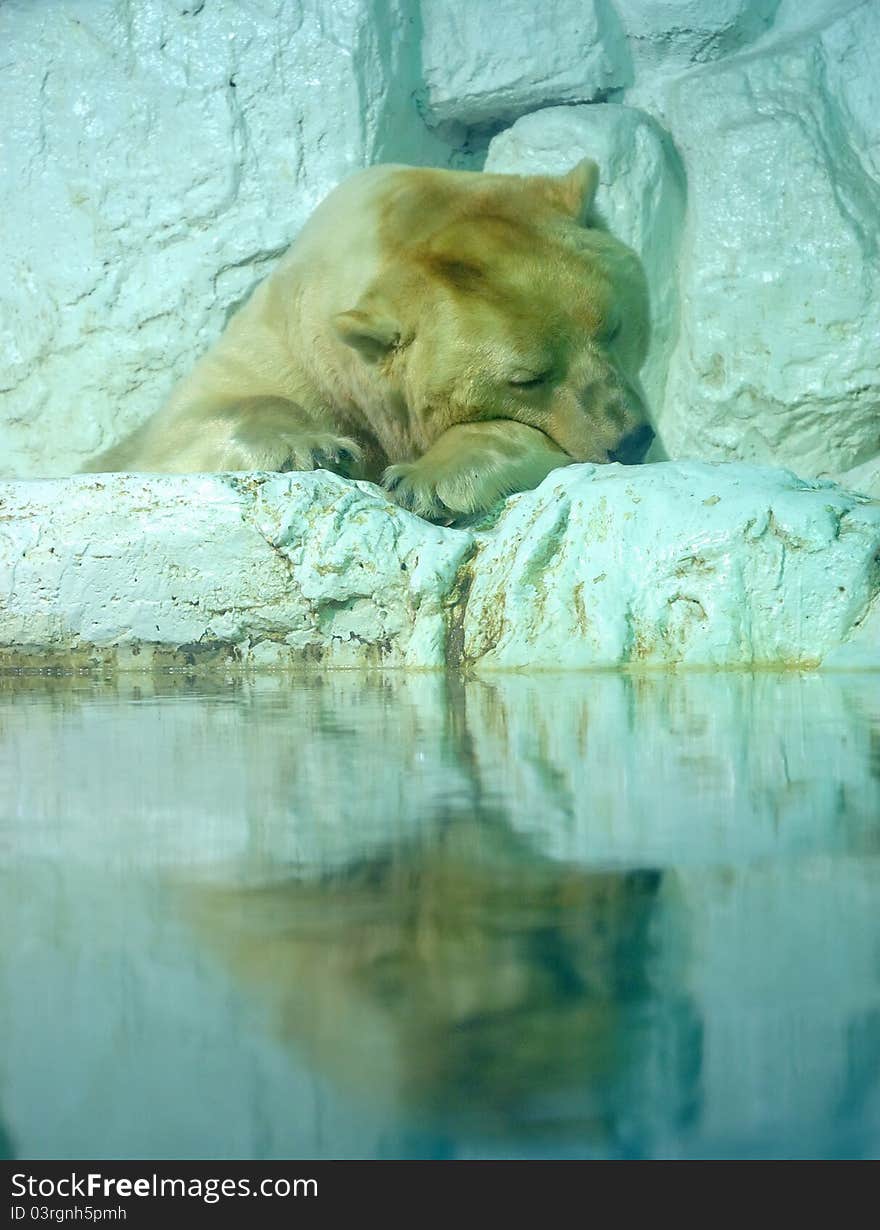 Polar bear along the river.