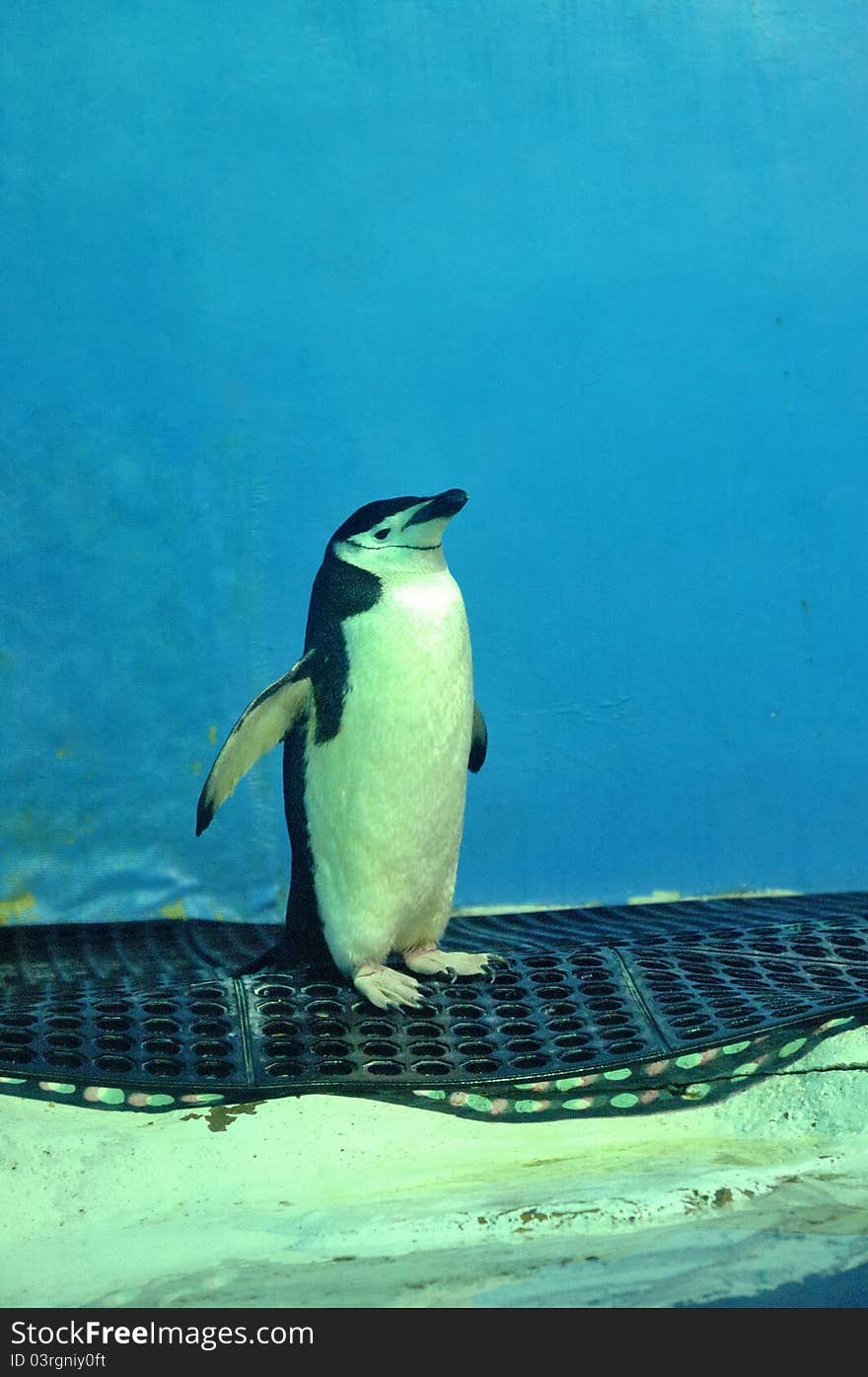 Penguin on a Network Rail.