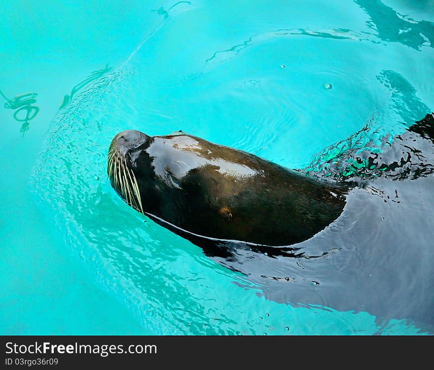 Sea lion is swimming in a zoo.