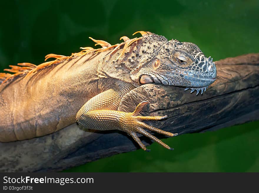 The red  iguana having a rest on a tree trunk