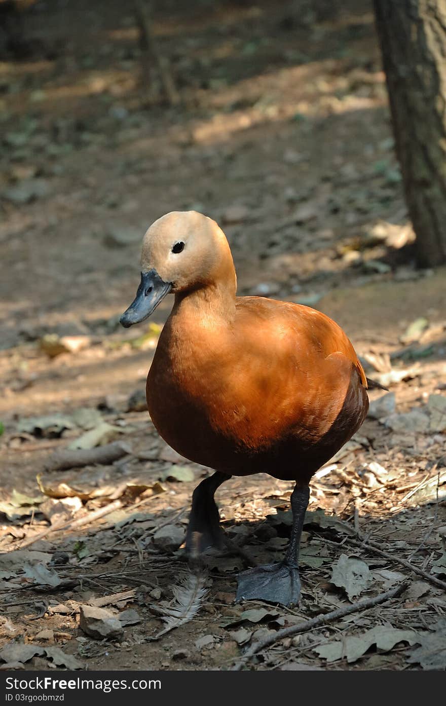 A Mandarin Duck walking in the Zoo, China.