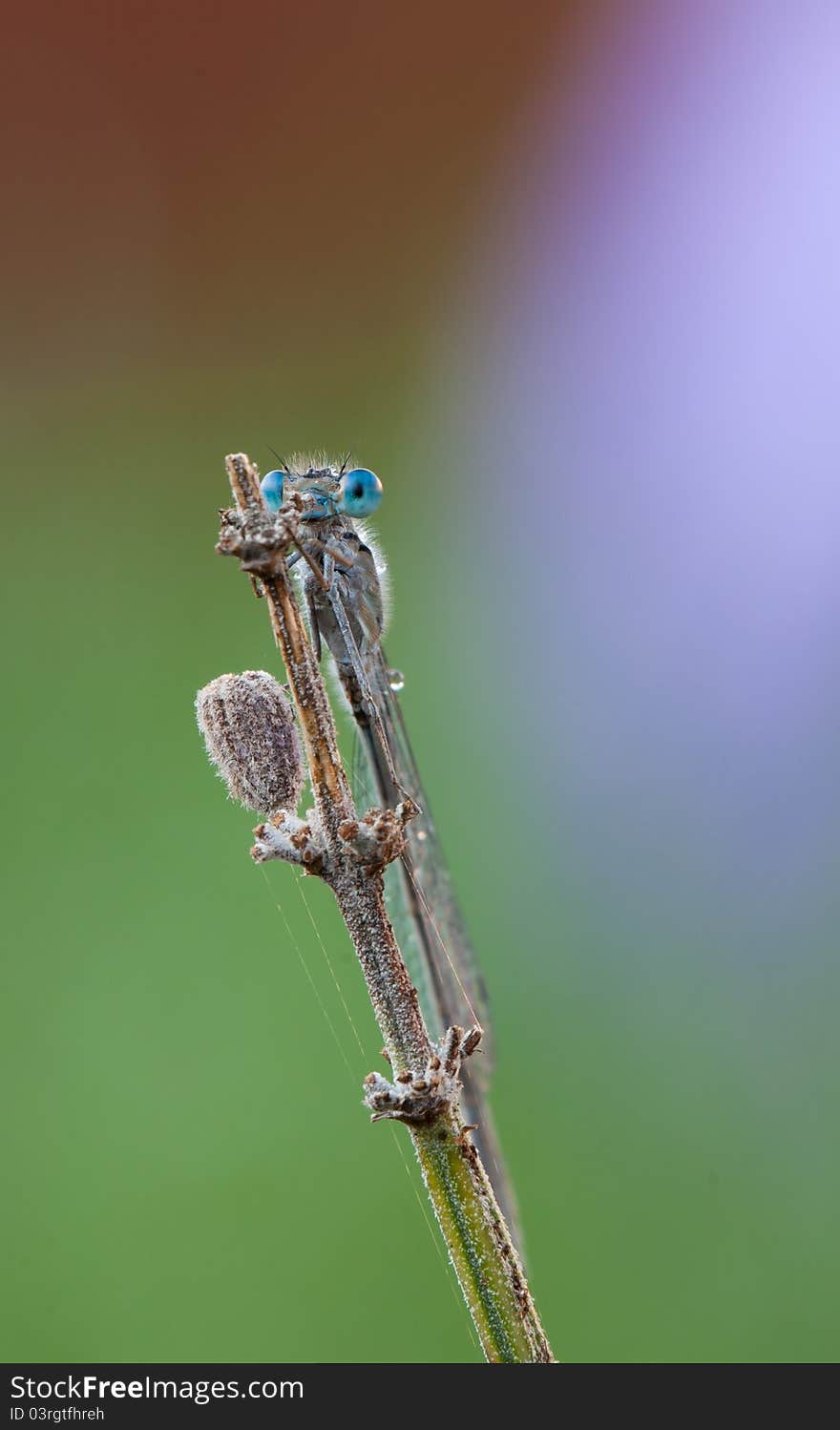 A neon blue Enallagma damsefly perching on a plant