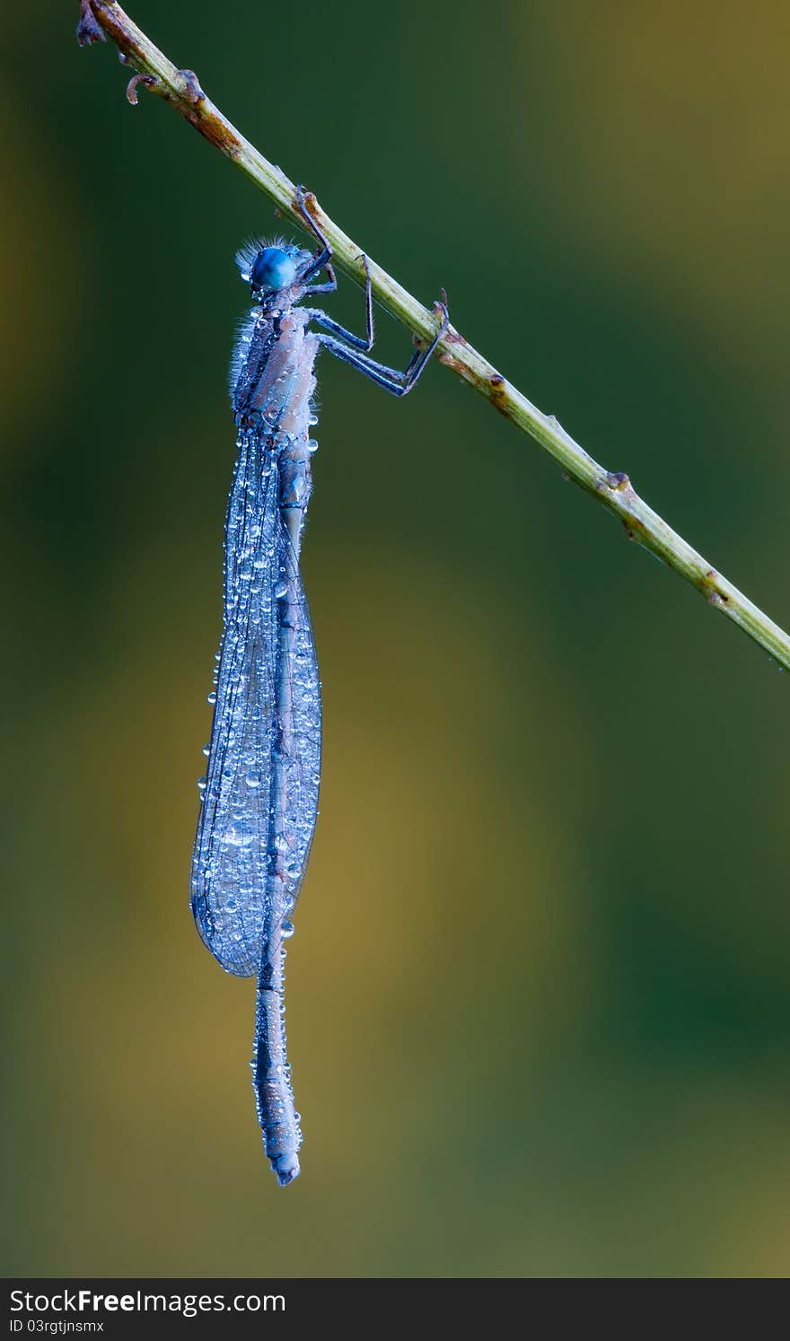 A damsefly covered in dew resting on a branch