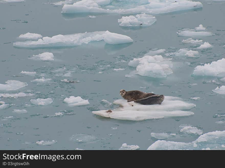 Wild seals resting on floating iceberg on sea.