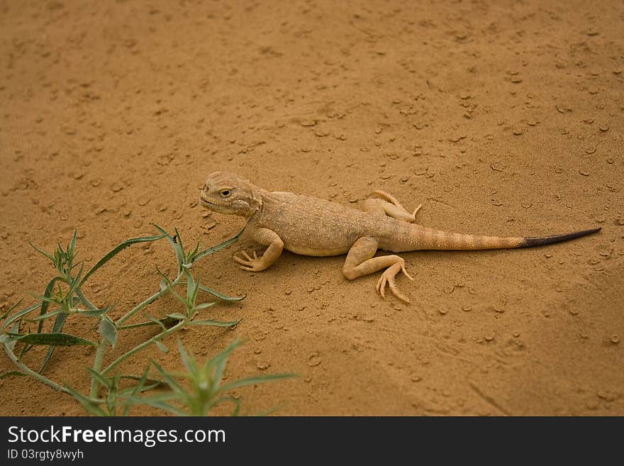 Lizard from the plains of the Kalmyk. Lizard from the plains of the Kalmyk