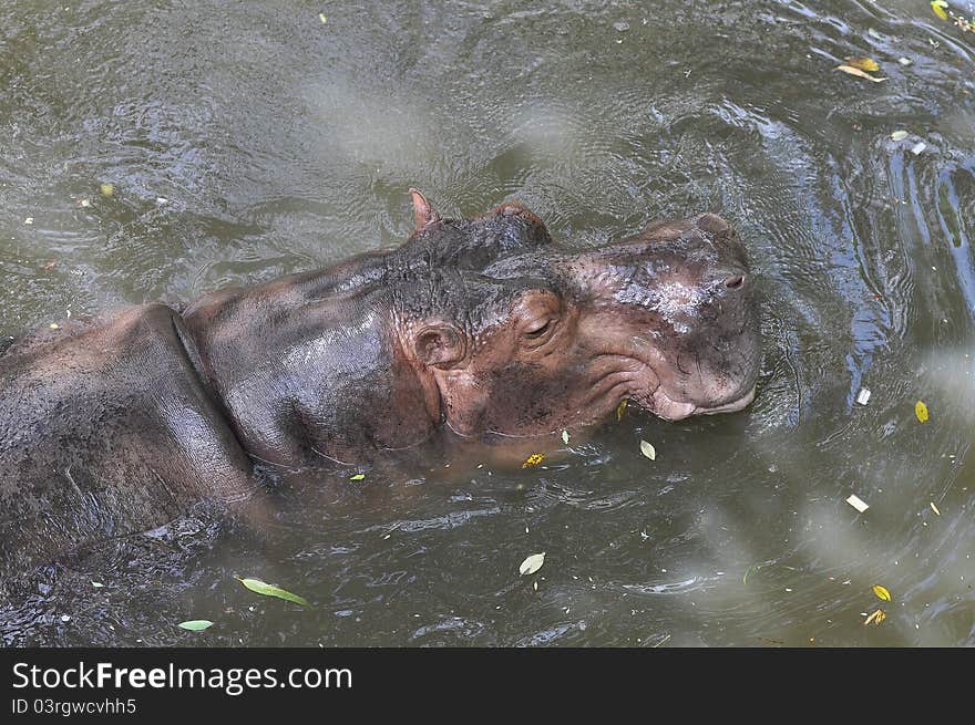 Wild Hippo