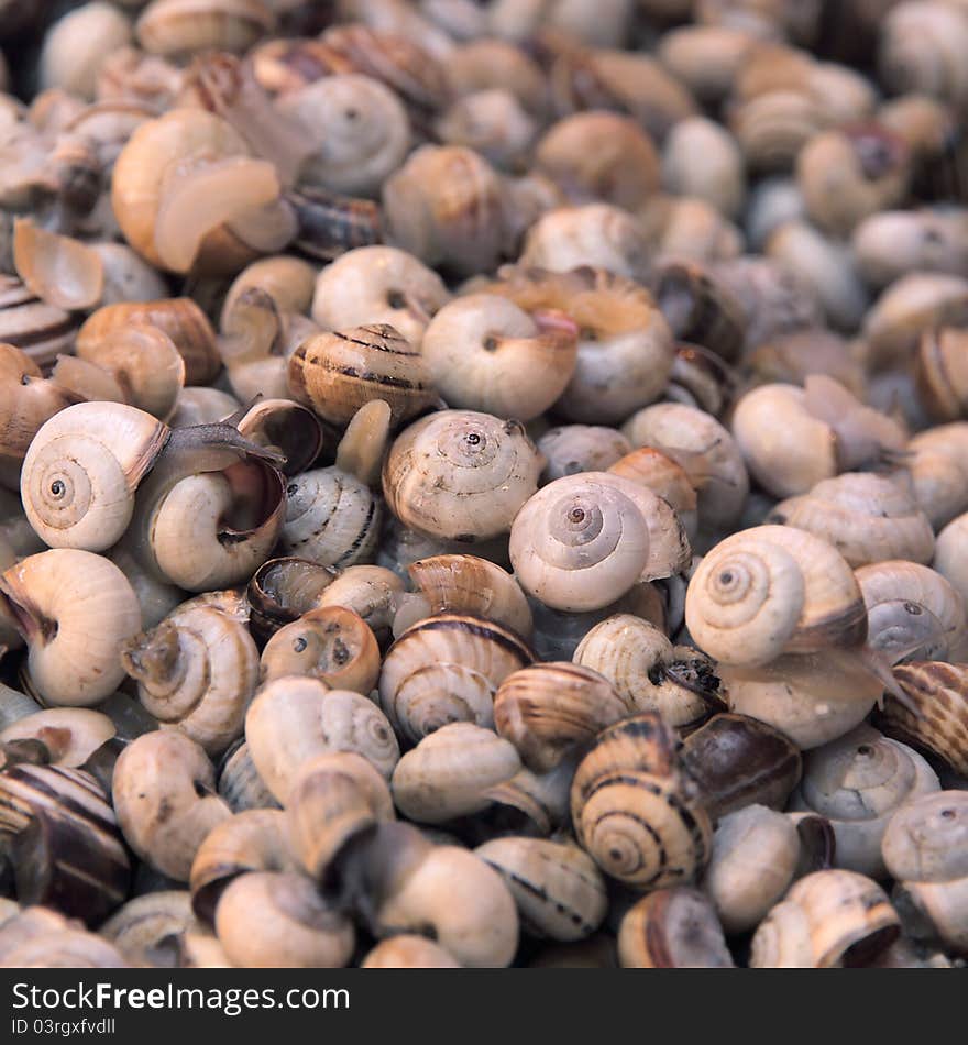 Heap of alive edible snails