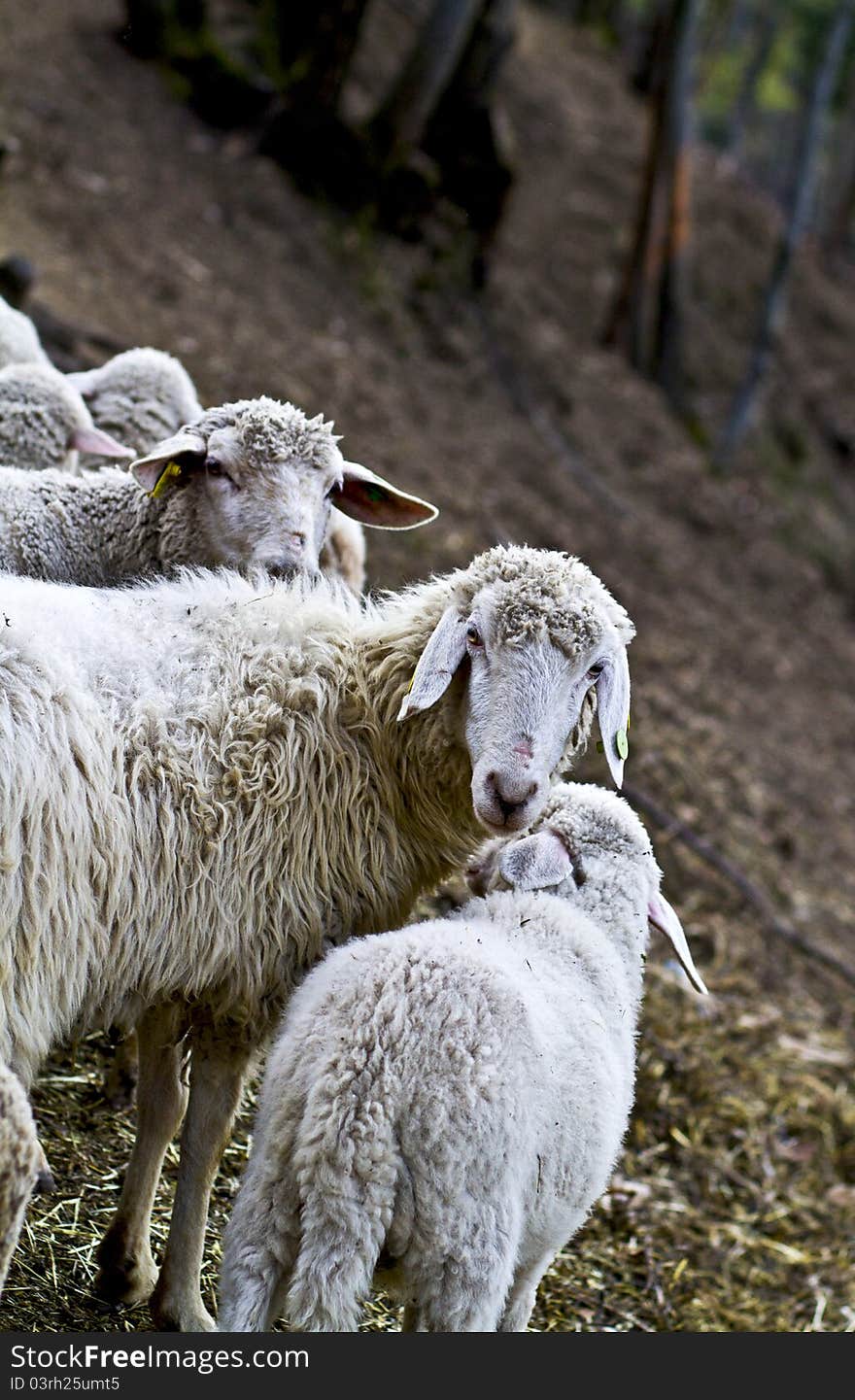 Free sheep in mountain forests. Free sheep in mountain forests