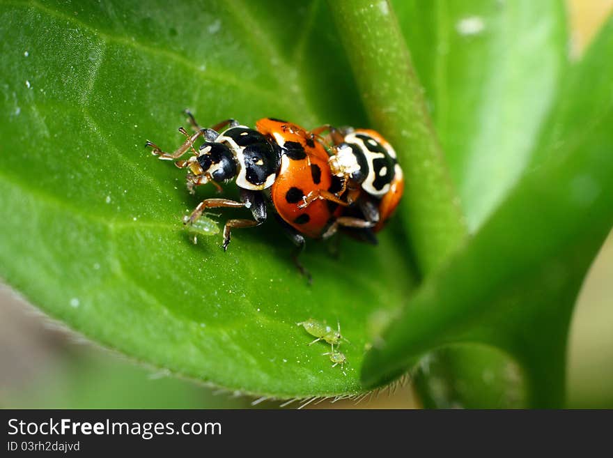 Mating Ladybirds Eating Plant Lice