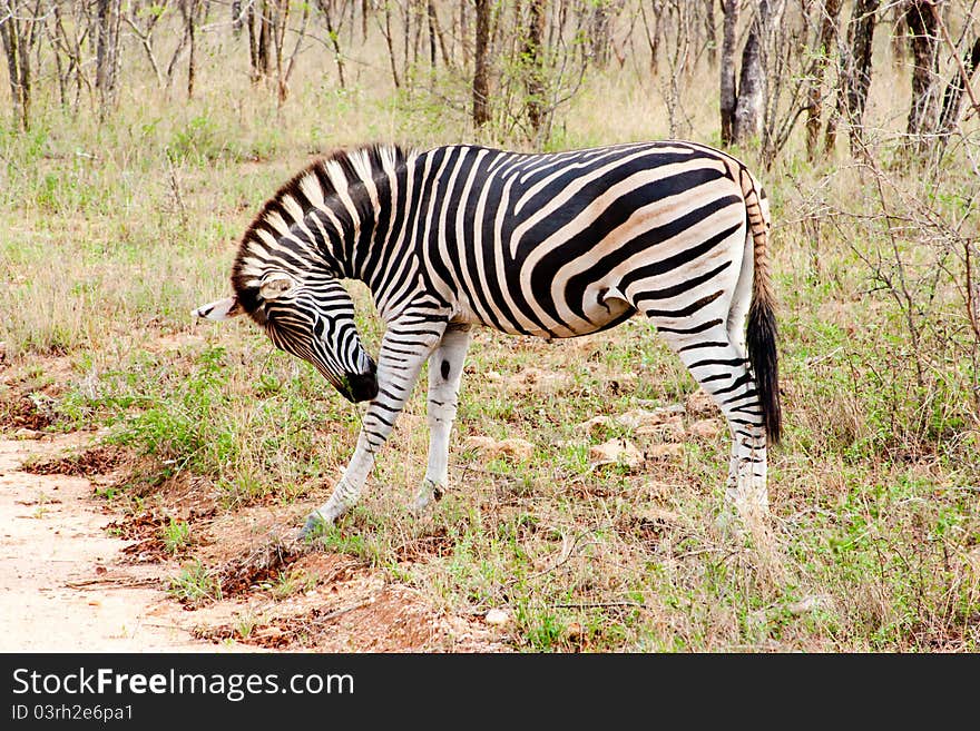 Zebra